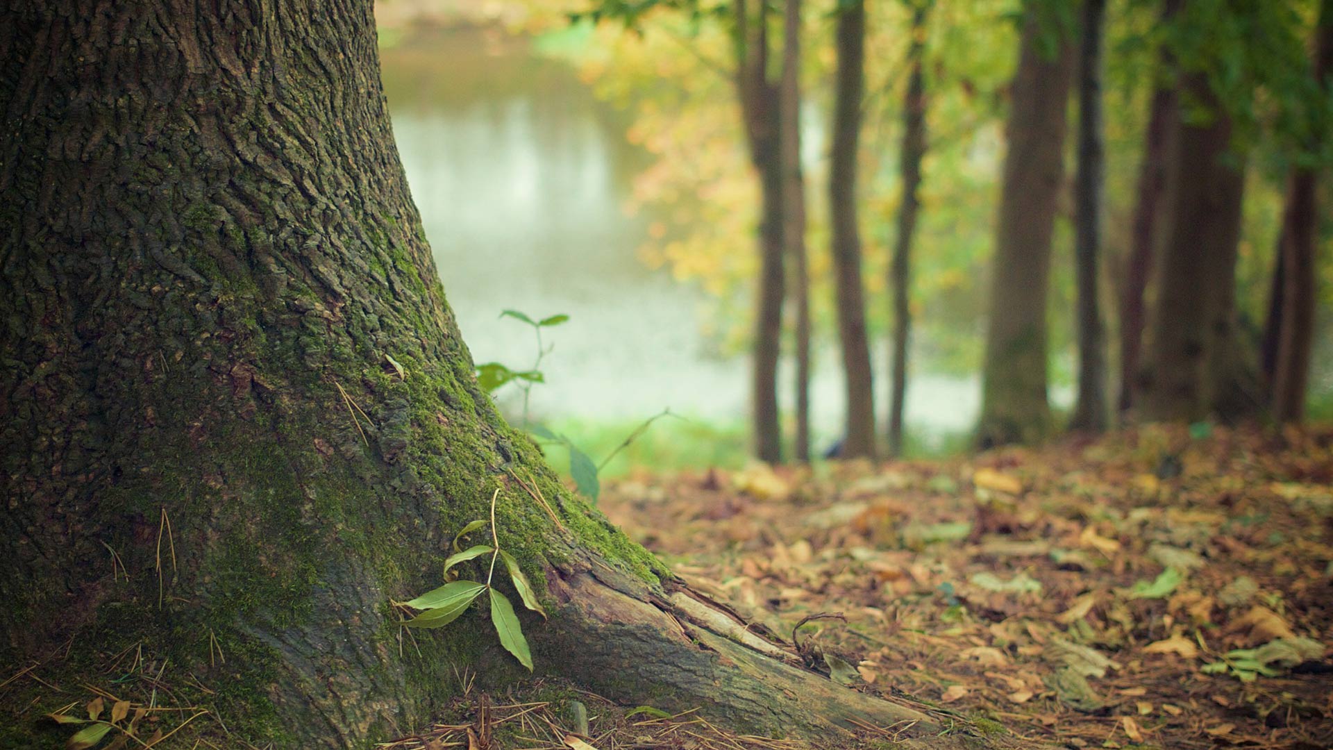 <strong>퀘이와 사피언스</strong>